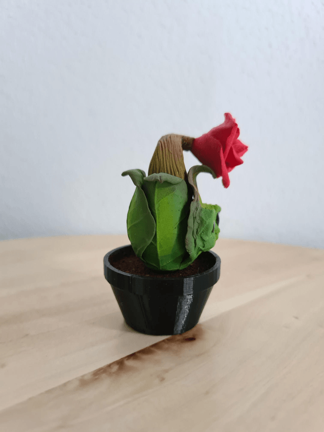 Bosney Buds Rose